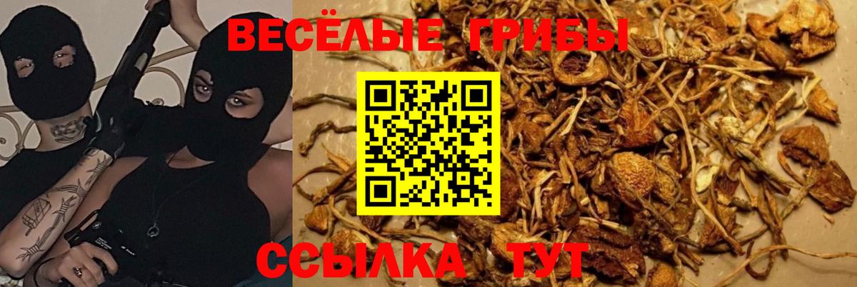 Галлюциногенные грибы Psilocybine cubensis  Псилоцибиновые грибы MAGIC MUSHROOMS  Южно-Сахалинск  Вход с VPN 